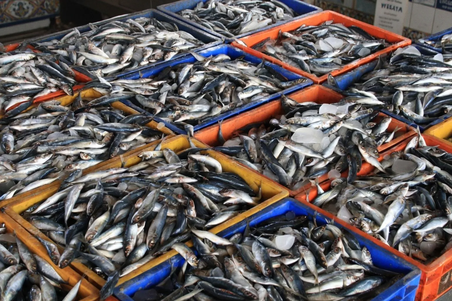 Más de 80 contaminantes hallados en pescados habituales de nuestra dieta